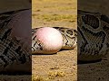 #The #consequences of a snake swallowing a porcupine #snake #porcupine #animalworld #battleintheani
