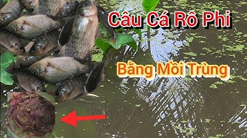 Câu Cá Rô Phi Bằng Mồi Trùng : Câu Trúng Ổ Cá Ăn Giật Thấy Ham | NI NGUYỄN TV 