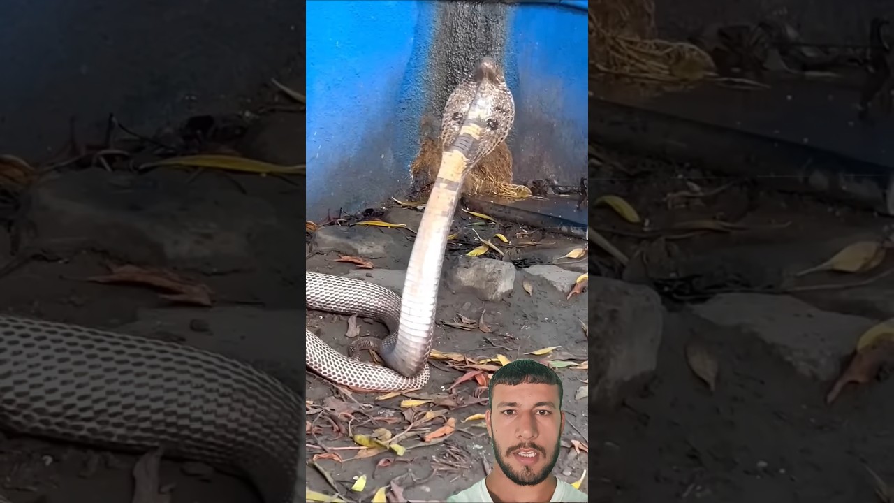 कितना खतरनाक सांप 🤯 || snake video 