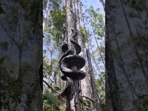 Video: ¿Pueden las serpientes de cascabel trepar a los árboles?