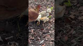 Chick's learn fast !! #birds #natureshorts