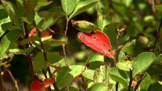 Cercospora on crape myrtles not a major problem