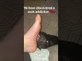 How are we handling the black lab toddlers stage #blacklabpuppy #idonotownthecopyrightstothismusic