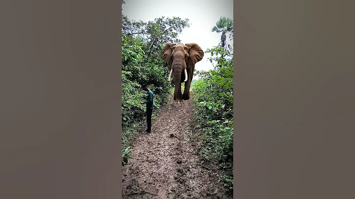 Elephant attack 🐘🐘 #shorts #viral #trending #viralshorts #animal #animalshorts #animalattack  