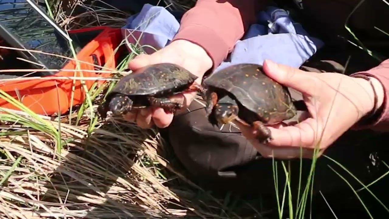 Spot the Difference Between Male and Female Spotted Turtles