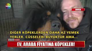 Ev, araba fiyatına köpekler!