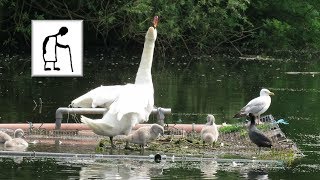 Swans and Cygnets on Kingsgate Park Lake