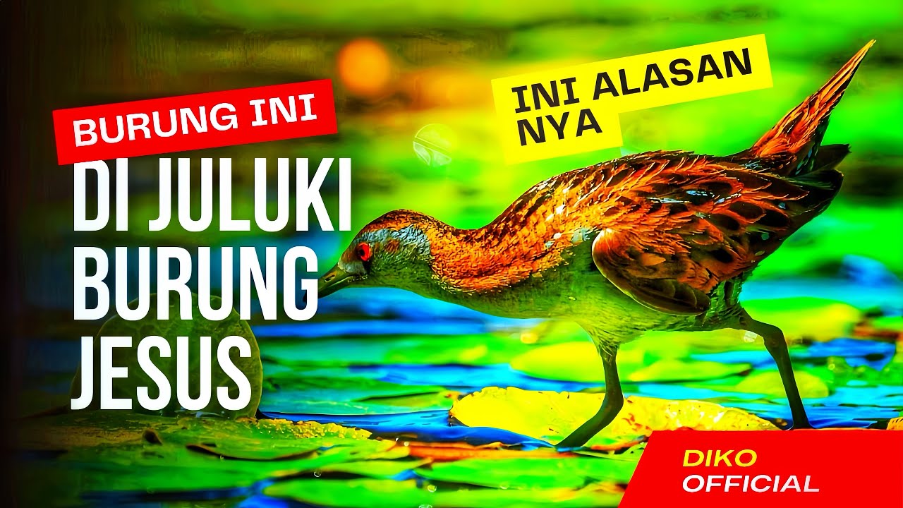 Mengapa African Jacana Dijuluki ‘Jesus Bird’?