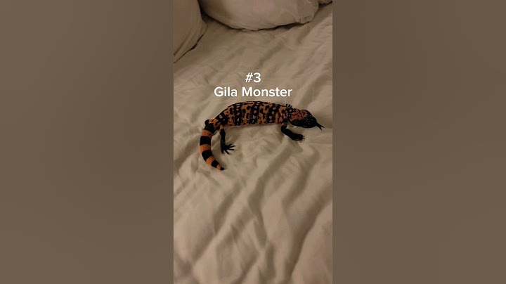 The friendliest lizards in my bedroom! #reptiles #pets #venomous #lizard #monitorlizard