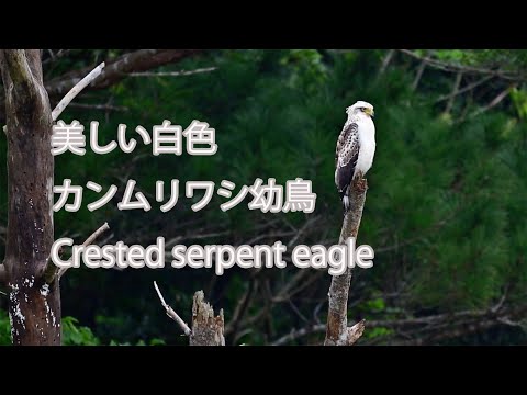【美しい白色】カンムリワシ幼鳥 Crested serpent eagle