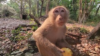Rex monkey enjoy mangoes milk and corn looks at very yummy until full.