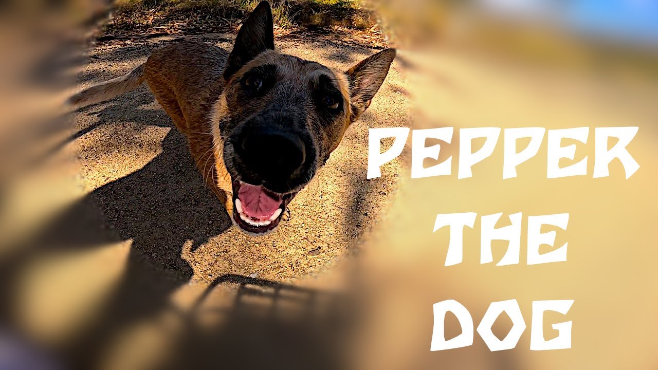 Pepper Rapper Dog Pepper the Dog 166 (4K) - YouTube