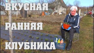 Сделайте это - и у вас будет вкусная ранняя клубника. Светлана Кацапова советует...