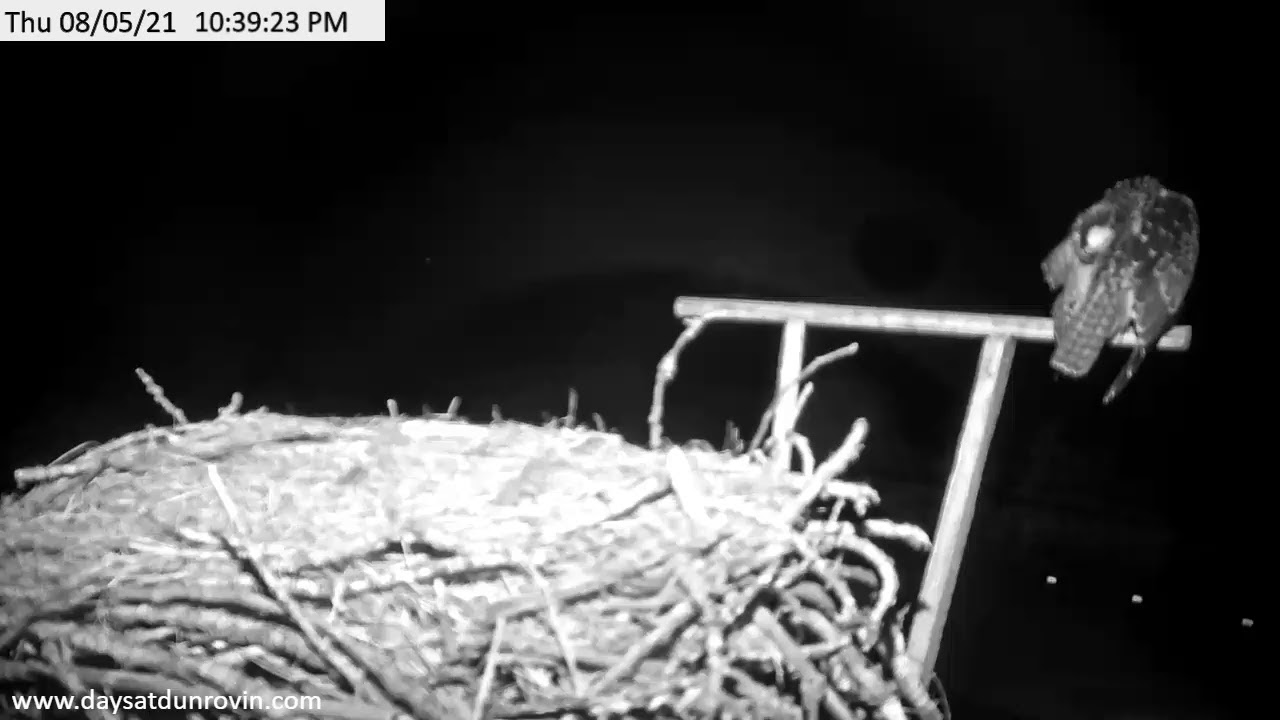 dunrovin osprey nest cam