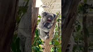 Koala bear sleeping on tree with its baby bear #shorts Koala bear sleeping on tree with its baby bear #shorts