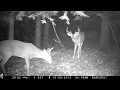 Mock Scrape and Licking Branch Action Caught on Trail Camera