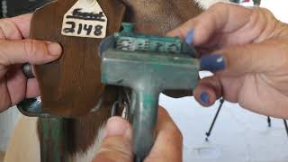 ABGA Presents: How To Tattoo Your Goat