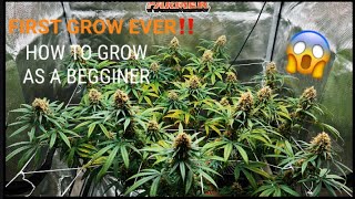 FIRST GROW! SEED TO HARVEST. (HOW TO GROW WEED FOR YOUR FIRST TIME)