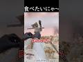猫に優しい国・トルコのシェフ❤️ #shortvideo #トルコ　#野良猫
