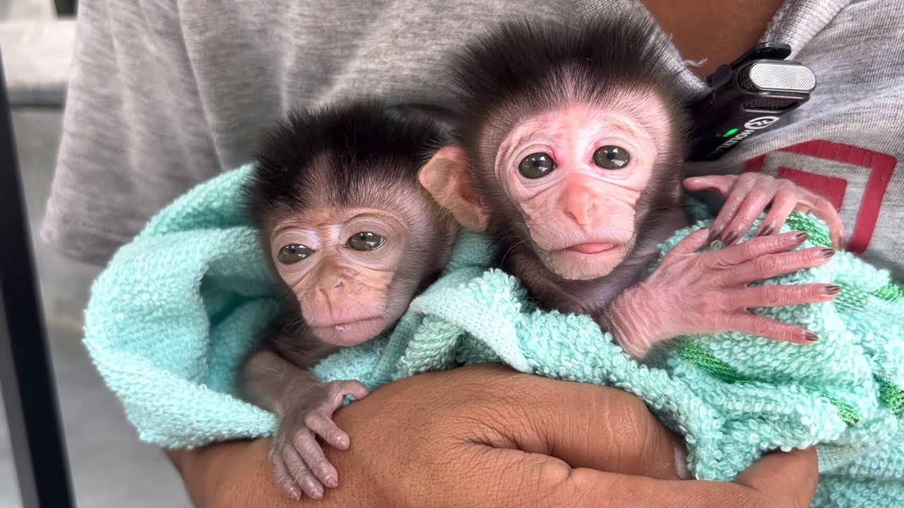 For the first time, I bathed the baby monkeys Wini and Wili