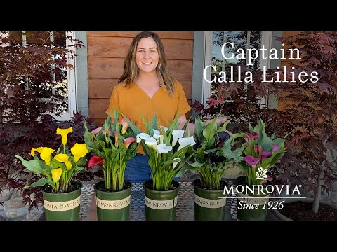 ভিডিও: কোথায় আপনি calla lilies রোপণ করা উচিত?