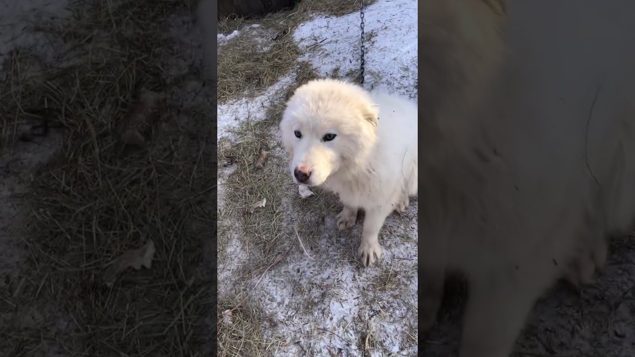 Купить Щенка Алабая В Воронежской Области