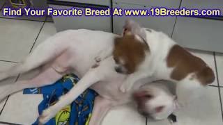 Bull Pei Puppies Dogs For Sale In Juneau Borough Alaska AK 19Breeders Badger College