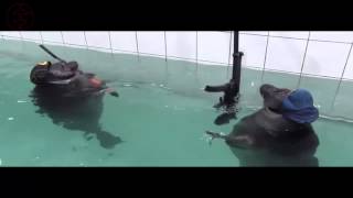 Seals With Guns | Evckackeygroups