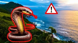 A Legveszélyesebb Hely A Földön Kígyó-Sziget, Brazília
