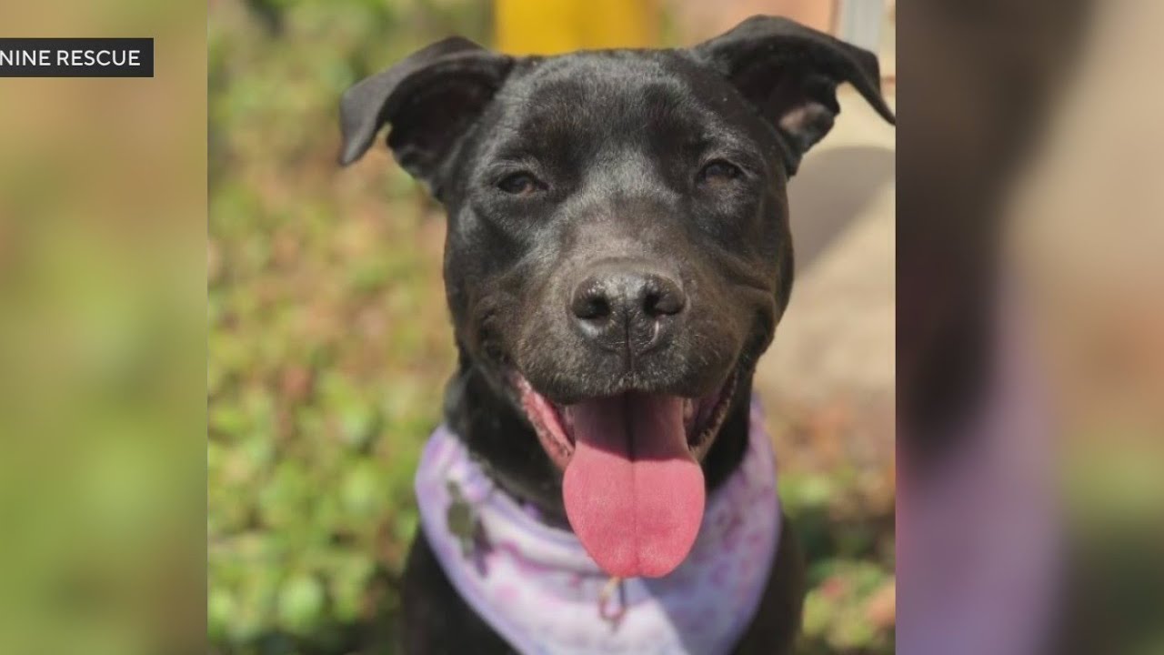 Second City Canine Rescue hosting adoption event in Schaumburg