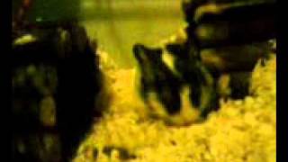 Ryan's Gerbils being silly