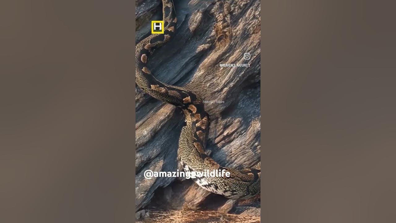 Lion vs. python roaring 😱😳 Amazing wild life short - YouTube