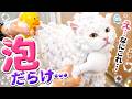 猫を泡だらけにした結果…お◯っこ漏らしましたww