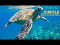 BEST EXCURSION In HAWAII? | Waikiki Beach Turtle Snorkel 🏄🏼‍♂️ MANAKAI CATAMARAN