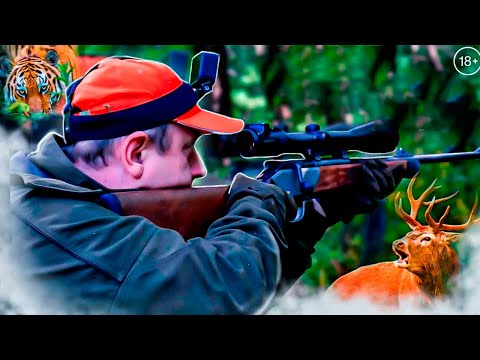 ТИГР АТАКУЕТ в ночи. Охота Амурского ТИГРА на людей и собак. Добыл ИЗЮБРЯ на Дальнем Востоке