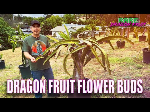 ვიდეო: როდის ყვავილობს დრაკონის ხილი - დრაკონ ფრუტის კაქტუსზე ყვავილების არარსებობის მიზეზები