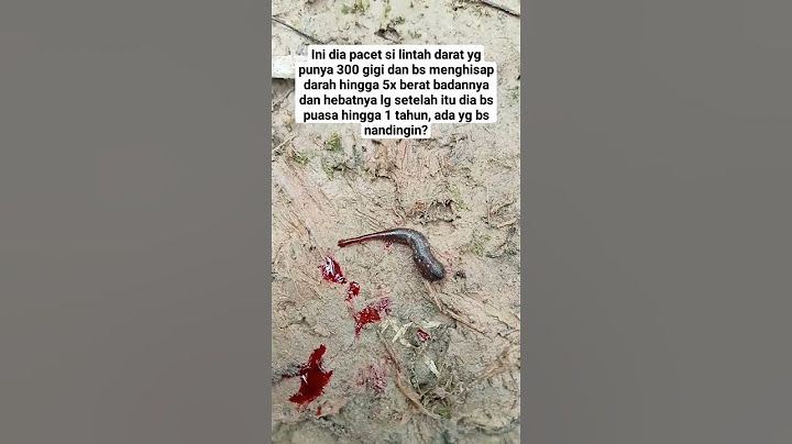Pacet si lintah darat#animal#nature