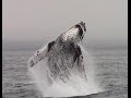 Breaching Humpback Whales #Monterey #Adventure #Travel