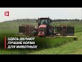 Секреты белорусских кормов! | Как получают качественное молоко и мясо?