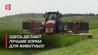 Секреты белорусских кормов! | Как получают качественное молоко и мясо?