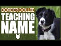 How To Teach Your BORDER COLLIE PUPPY Their Name