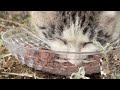 野良猫動画 別の白キジが猫缶を食べる Stray cat video Another brown and white tabby cat eat canned cat food
