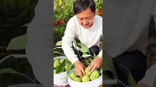 the harvest of srikaya fruit is very satisfying #farming #agriculture #fruit #shorts