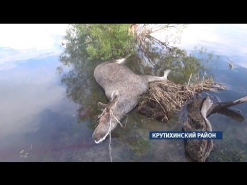 Журнал происшествий 07.12.16 «Лось и весло»