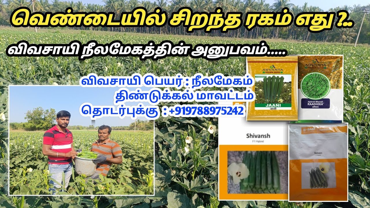 வெண்டை விதை சிறந்த ரகம் எது?  Best Bhendi variety...