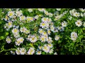 Многолетняя хризантема и пчелы осенью | Футажи красивая природа [FullHD]