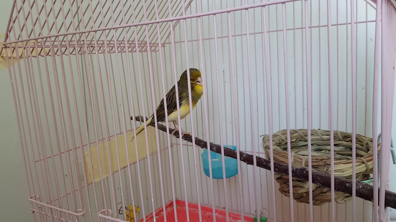 Canary bird singing 