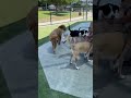 Mia CP video