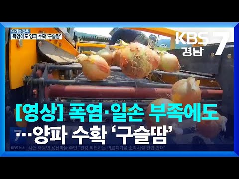 [여기는 진주] 폭염·일손 부족에도…양파 수확 ‘<strong>구슬땀</strong>’ / KBS  2022.06.22.