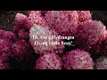 Hydrangea paniculata living little rosy
